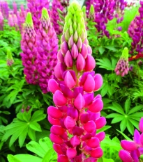 Vlčí bôb - Lupina mnoholistá Lupini Red - Lupinus polyphyllus - semená - 15 ks