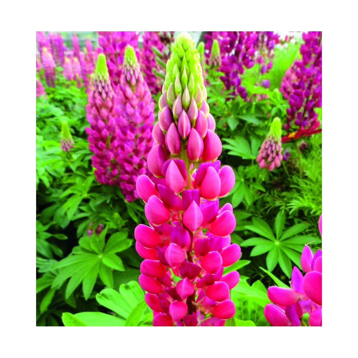 Vlčí bôb - Lupina mnoholistá Lupini Red - Lupinus polyphyllus - semená - 15 ks