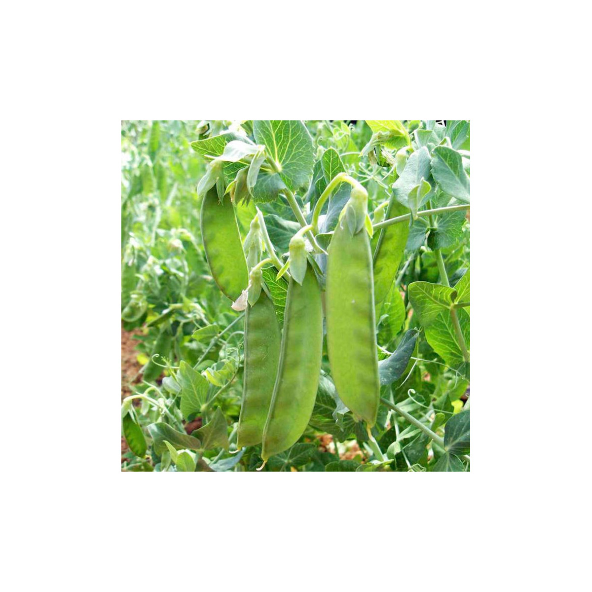 Hrach cukrový Sweet Horizon - extra sladká odroda - Pisum sativum - semená - 10 g