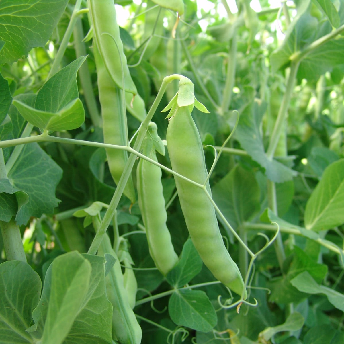 BIO hrach cukrový Ambrosia - Pisum sativum - bio semená hrachu - 65 ks