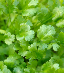 BIO koriander siaty Caribe - Coriandrum sativum - bio semená koriandra - 50 ks