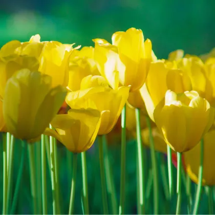 Tulipán Monte Carlo - Tulipa - cibuľoviny - 3 ks
