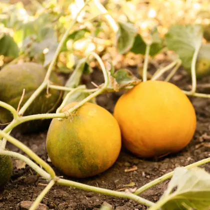 Melón medový Bimbo F1 - Citrullus lanatus - semená melónu - 6 ks