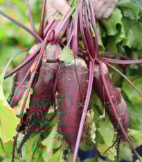 Cvikla Forono - červená repa - Beta vulgaris - semená - 160 ks