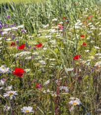 Lúčne kvety pre obohatenie porastu - semená - 50 g