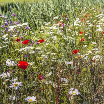 Lúčne kvety pre obohatenie porastu - semená - 50 g