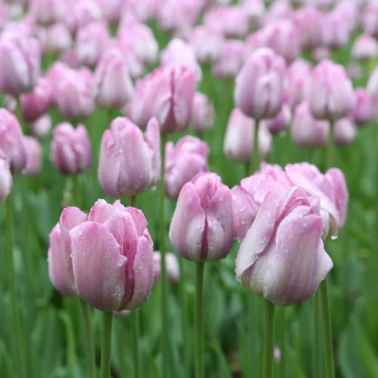 Tulipán Candy Prince - Tulipa - cibuľoviny - 3 ks