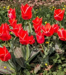 Tulipán Oriental Beauty - Tulipa - cibuľoviny - 3 ks