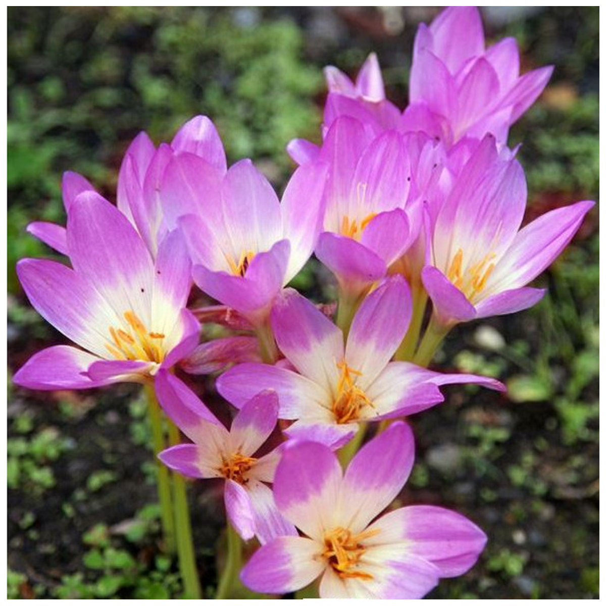 Jesienka Lilac Wonder - Colchicum - hľuzy jesienok - 1 ks