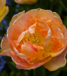 Tulipán Charming lady - Tulipa - cibuľoviny - 3 ks