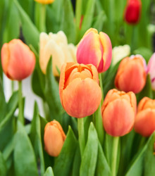 Tulipán Apricot Foxx - Tulipa - cibuľoviny - 3 ks