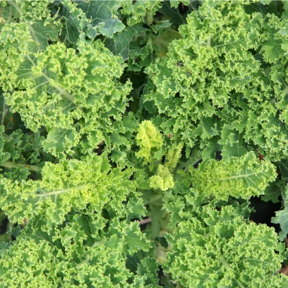 BIO Kel kučeravý Lerchenzungen - Brassica oleracea L. - bio semená kelu kučeravého - 50 ks