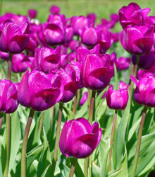 Tulipán Negrita double - predaj cibuľovín - holandské tulipány - 3 ks