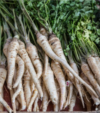 BIO petržlen koreňový Halblange - Petroselinum Crispum - bio semená petržlena - 350 ks