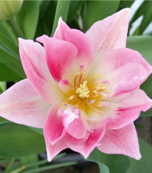Tulipán Peach Blossom - predaj tulipánov - holandské tulipány - 3 ks