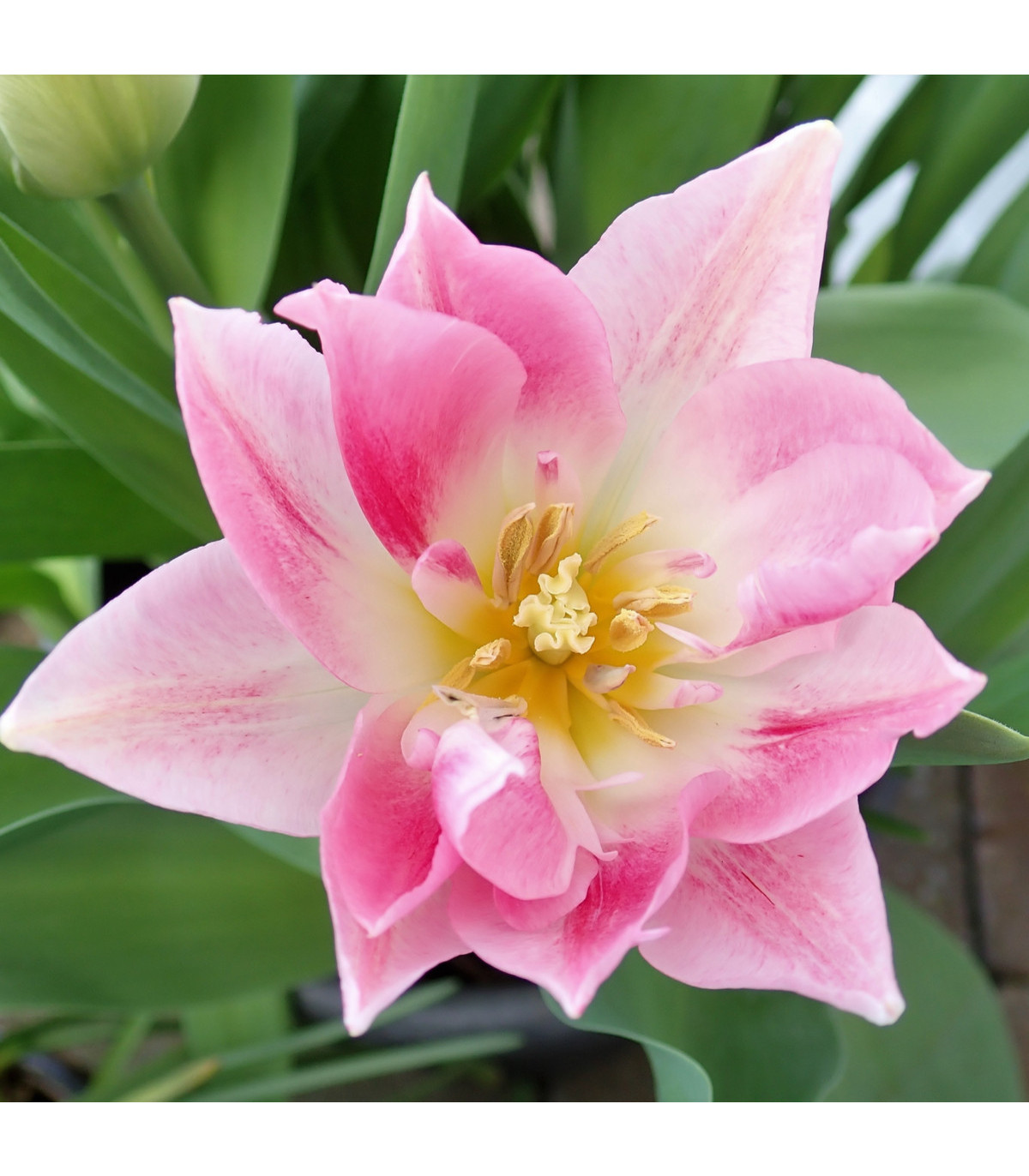 Tulipán Peach Blossom - predaj tulipánov - holandské tulipány - 3 ks