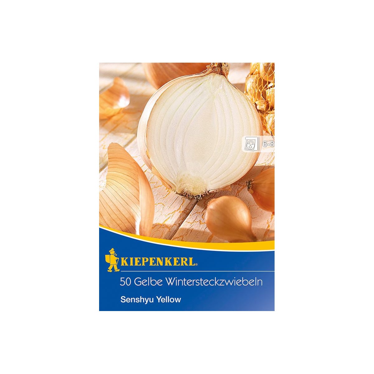 Cibuľa sadzačka Senshyu Yellow - Allium cepa - cibuľky - 50 ks cibuliek v balení