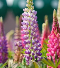 Vlčí bôb Hartwegov - Lupina Avalune Bicolor zmes farieb - Lupinus hartwegii - semená - 15 ks