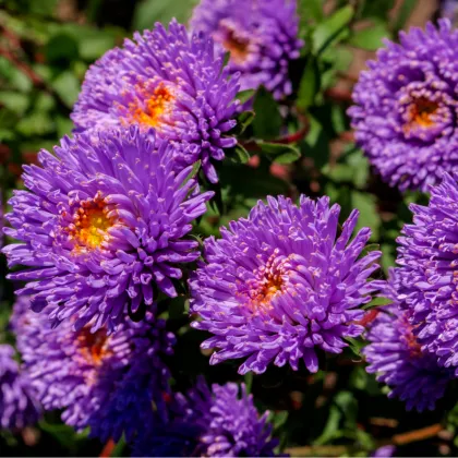 Astra čínska vysoká Princess modrá - Callistephus chinensis - semená - 50 ks - ukončený