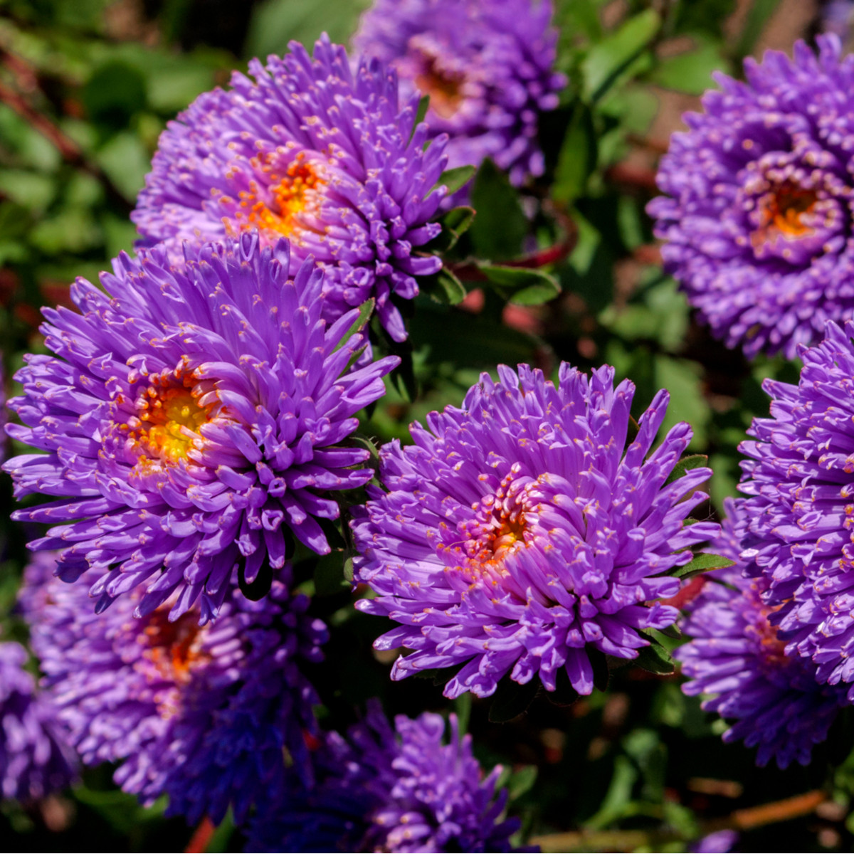 Astra čínska vysoká Princess modrá - Callistephus chinensis - semená - 50 ks - ukončený