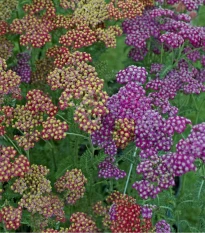 Rebríček túžobníkový Summer Berries F2 - Achillea millefolium - semená - 20 ks