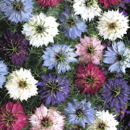 Černuška damascénska - zmes farieb - Nigella damascena - semená - 25 ks