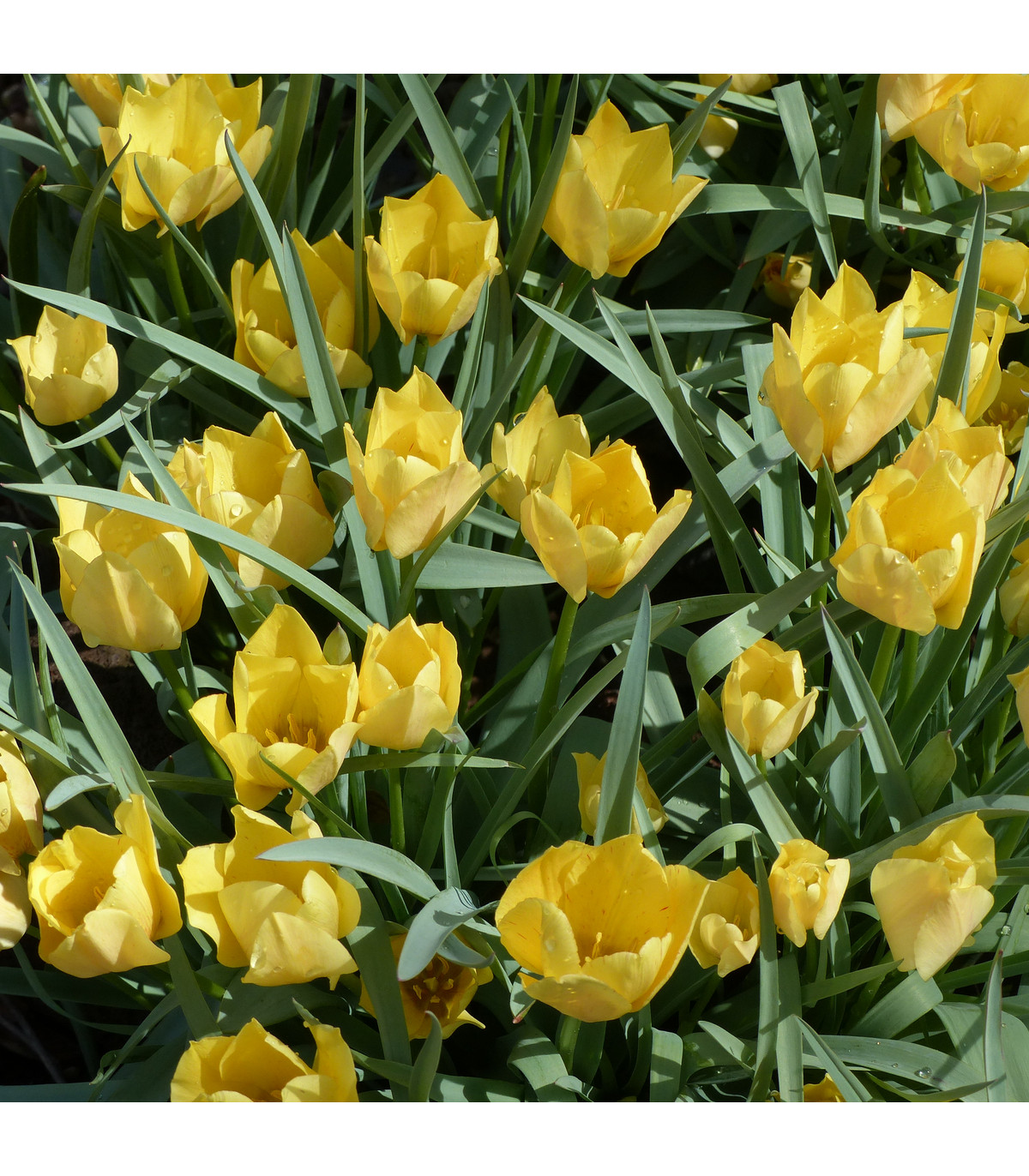 Tulipán Batalinii Bright Gem - Tulipa - cibuľoviny - 3 ks