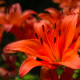 Ľalia ázijská Forever summer - Lilium - cibuľoviny - 1 ks