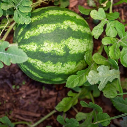 Melón vodný Primaorange F1 - Citrullus lanatus - semená melónu - 7 ks