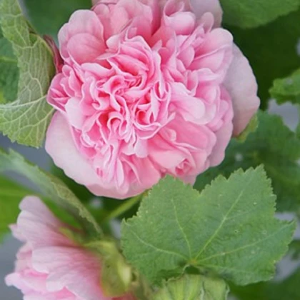 Topoľovka ružová Chaters - Alcea rosea - semená topoľovky -  7 ks