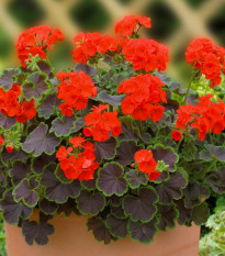 Muškát pásikavý Nekita F1 Scarlet - Pelargonium zonale - semená - 4 ks