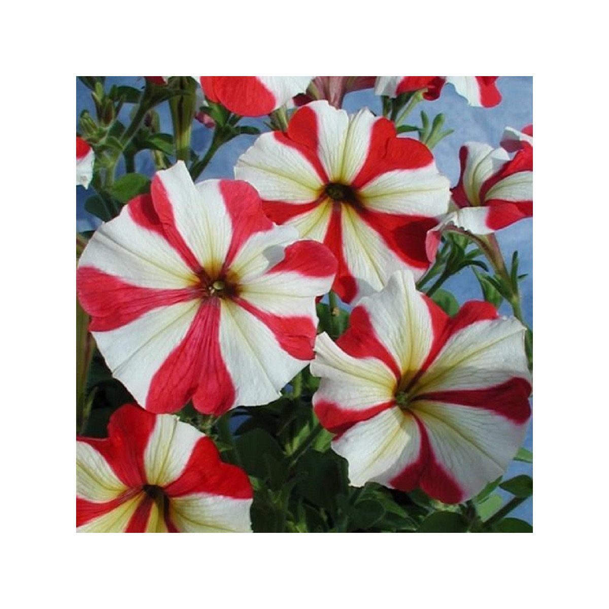 Petúnia mnohokvetá Henrietta F1 - Petunia hybrida - semená - 30 ks