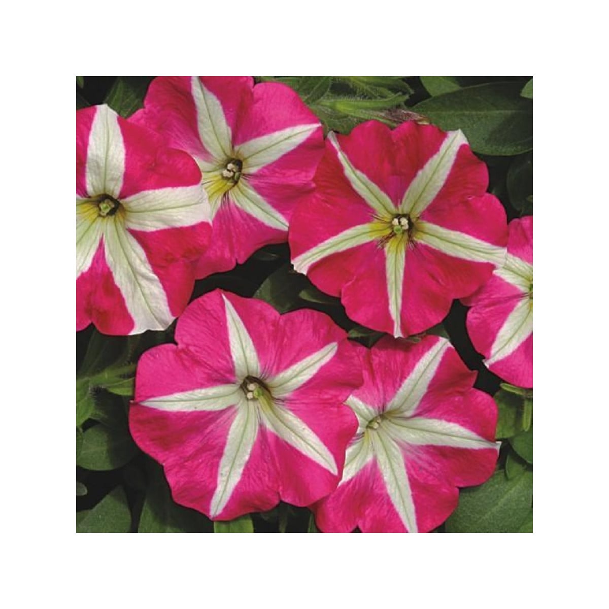Petúnia mnohokvetá Belinda F1 - Petunia hybrida - semená - 30 ks