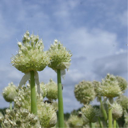 Cibuľa zimná - Allium fistulosum - semená - 120 ks