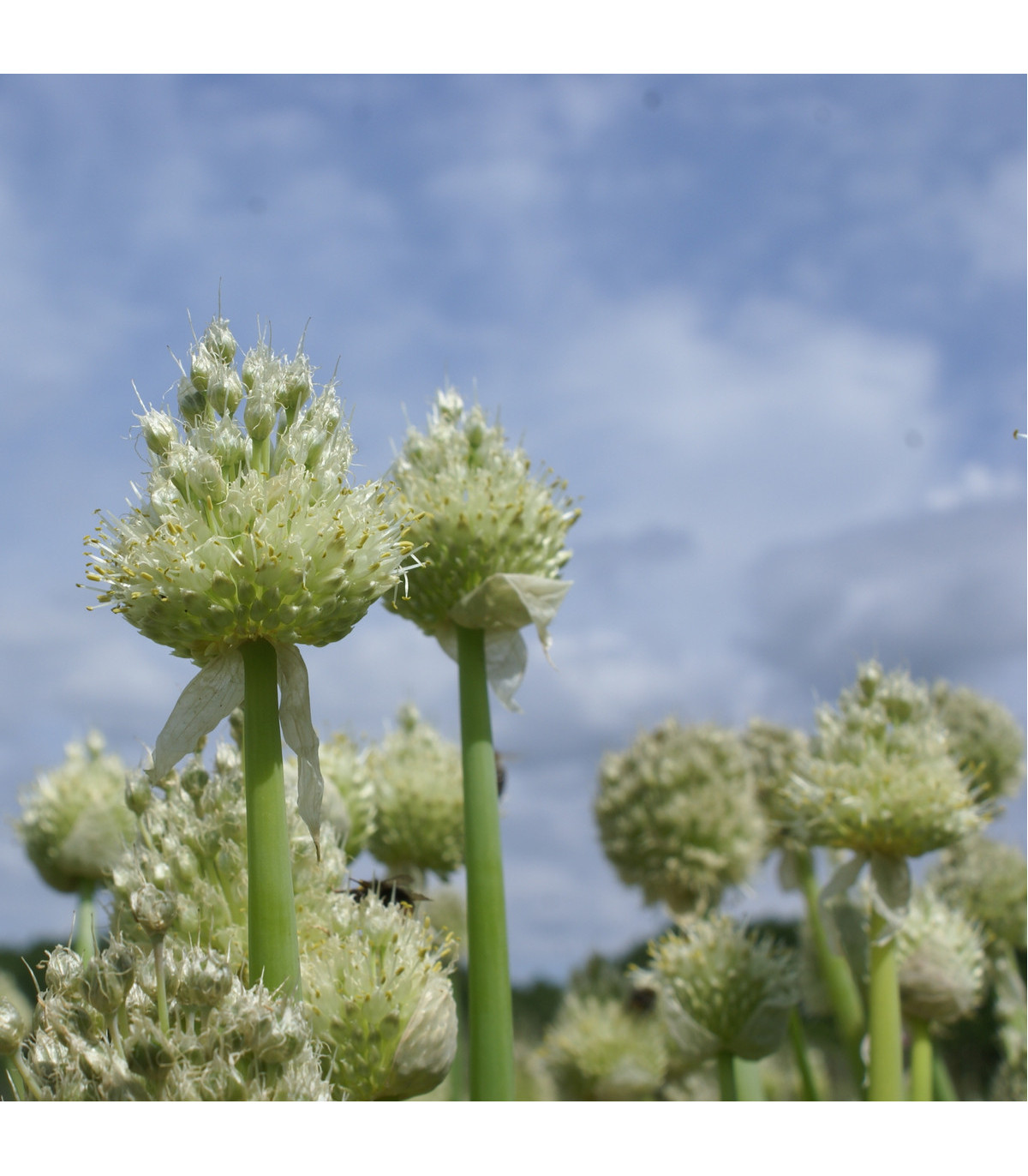Cibuľa zimná - Allium fistulosum - semená - 120 ks