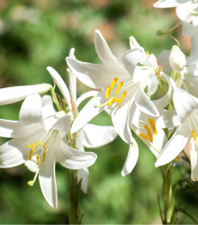 Ľália biela liečivá - Lilium candidum - cibuľoviny - 1 ks