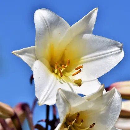 Balíček cibuliek ľalií - Lilium - cibuľoviny - 3 ks