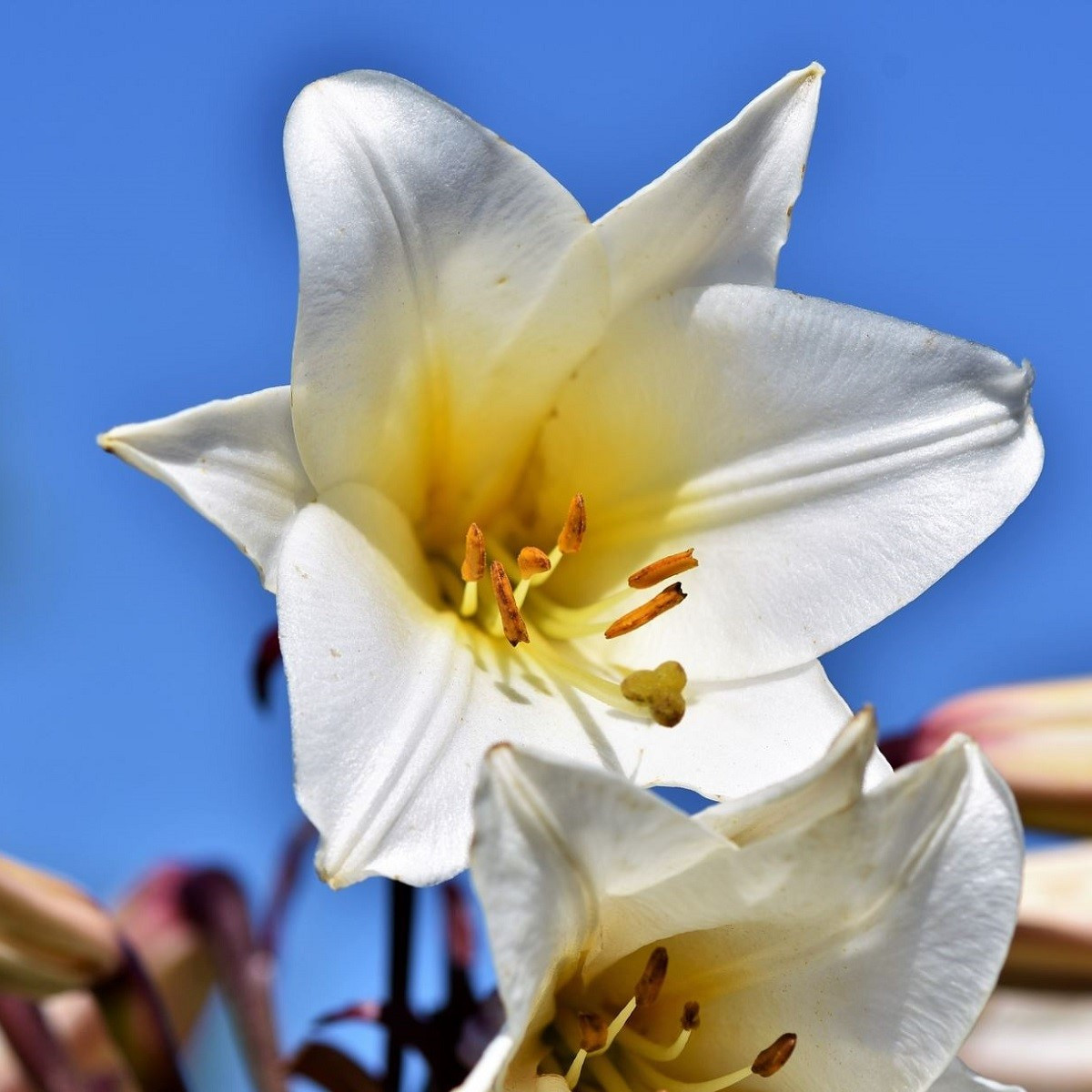 Balíček cibuliek ľalií - Lilium - cibuľoviny - 3 ks