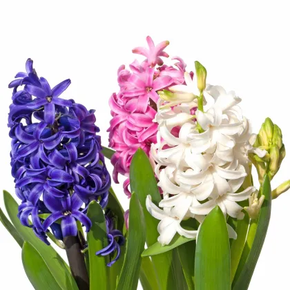Balíček cibuliek hyacintov - Hyacinthus - cibuľoviny - 4 ks