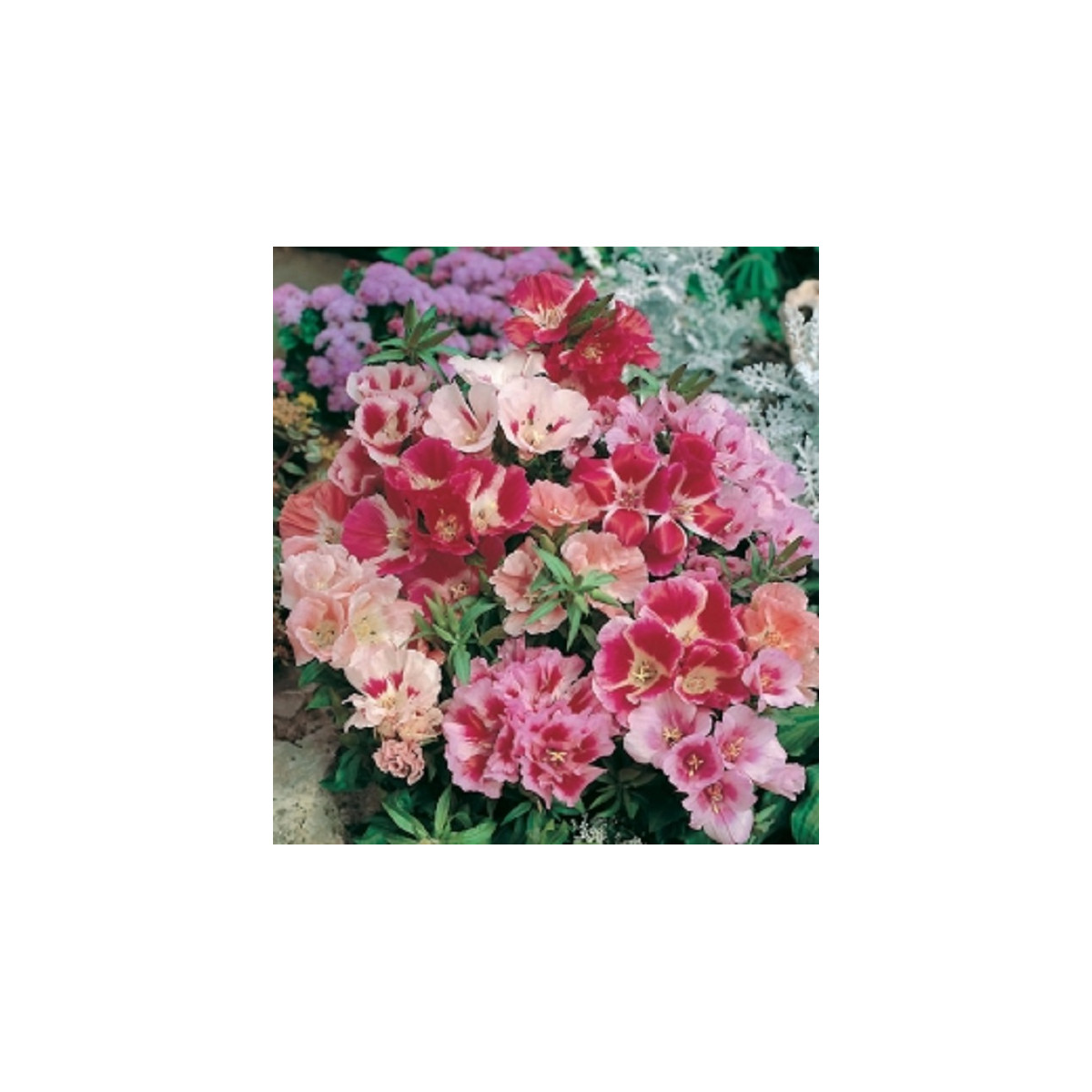 Godécia veľkokvetá zmes farieb - Godetia amoena - semená - 0,1 g