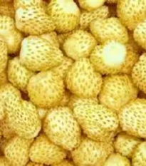 Jahoda mesačná Yellow Wonder - Fragaria vesca - semená - 200 ks