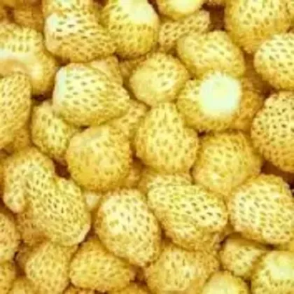 Jahoda mesačná Yellow Wonder - Fragaria vesca - semená - 200 ks