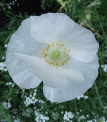 Mak biely Bridal Silk - Papaver rhoeas - semená - 150 ks