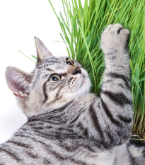 Tráva pre mačky - semená trávy pre mačky - 100 ks