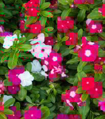 Katarant Mediterranean Mix F1 - Catharanthus roseus - semená zimozeleň - 30 ks