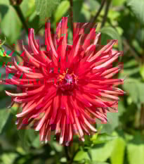 Astra čínska ihlicovitá červená - Callistephus chinensis - semená - 150 ks