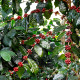 Kávovník arabský Himalaya - Coffea arabica Himalaya - semená kávovníka - 15 ks