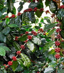 Kávovník arabský Himalaya - Coffea arabica Himalaya - semená kávovníka - 5 ks