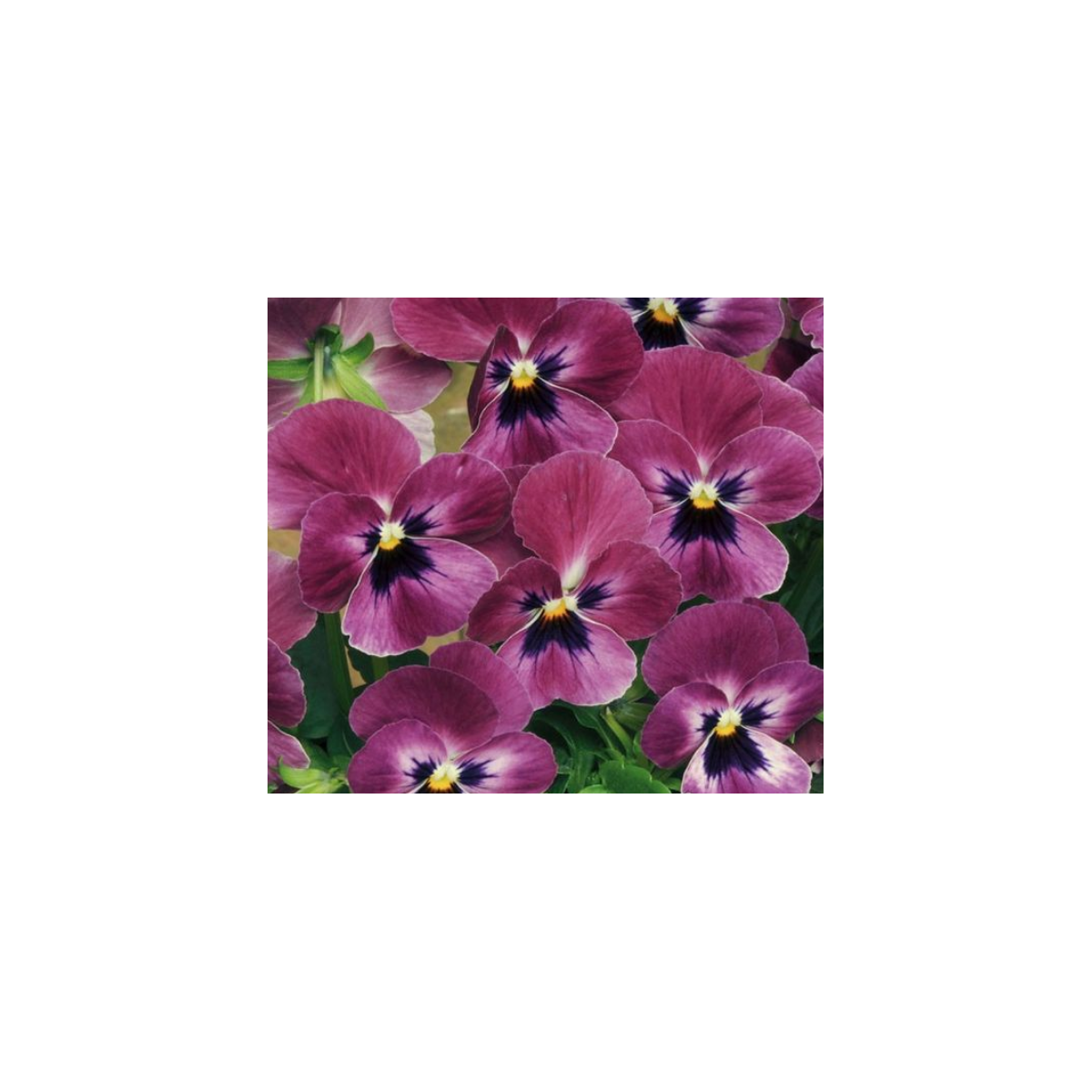 Fialka rohatá Sorbet Carmine - Viola cornuta - predaj semien - 20 ks