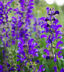 Šalvia lúčna - Salvia pratensis - semená šalvie - 150 ks